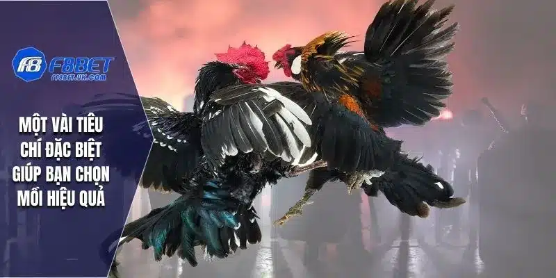 Một vài tiêu chí đặc biệt giúp bạn chọn mồi hiệu quả