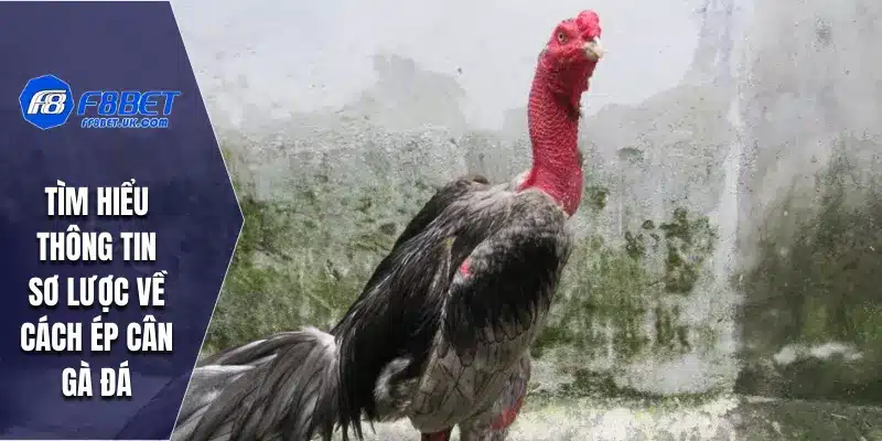 Tìm hiểu thông tin sơ lược về cách ép cân gà đá