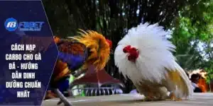 Cách Nạp Carbo Cho Gà Đá
