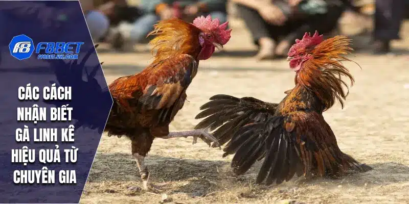 Tìm hiểu một vài thông tin tổng quan về gà linh kê