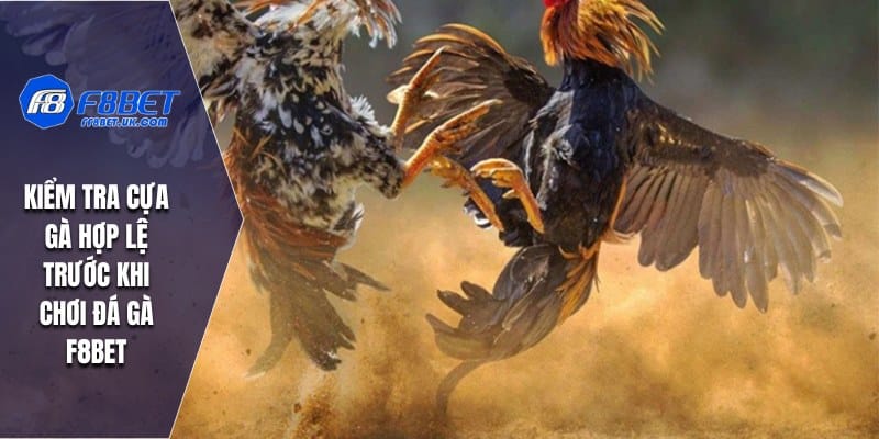 Kiểm tra cựa gà hợp lệ trước khi chơi đá gà F8BET