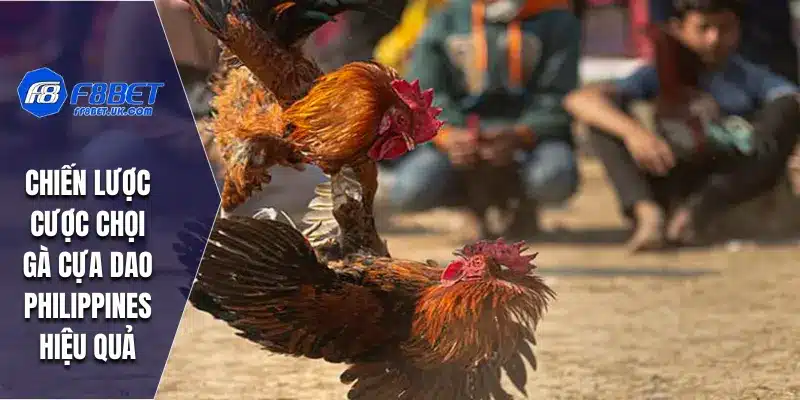 Chiến lược cược chọi gà cựa dao Philippines hiệu quả