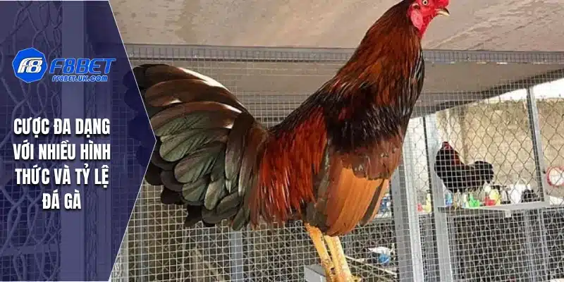 Cược đa dạng với nhiều hình thức và tỷ lệ đá gà