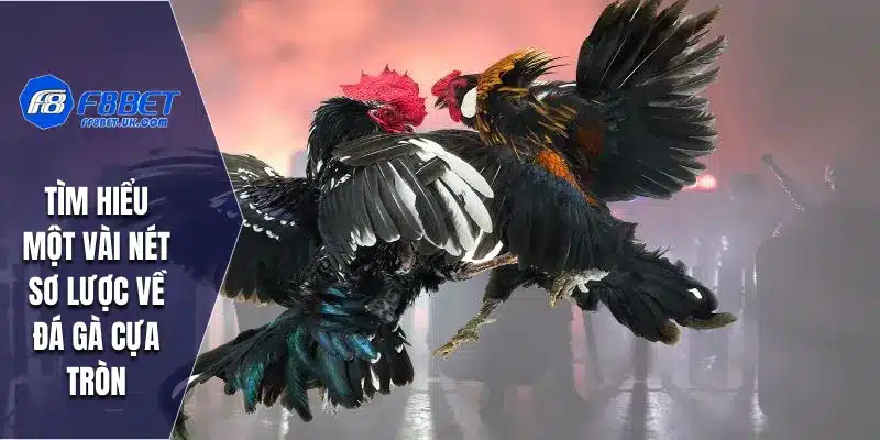 Tìm hiểu một vài nét sơ lược về đá gà cựa tròn