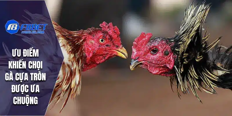 Ưu điểm khiến chọi gà cựa tròn được ưa chuộng