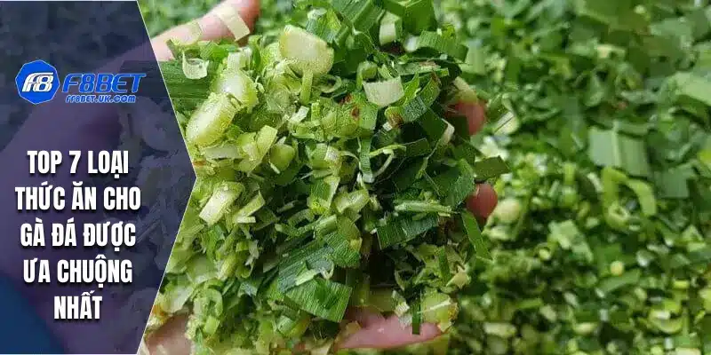 Top 7 loại thức ăn cho gà đá được ưa chuộng nhất