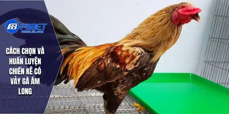 Cách chọn và huấn luyện chiến kê có vảy gà ám long