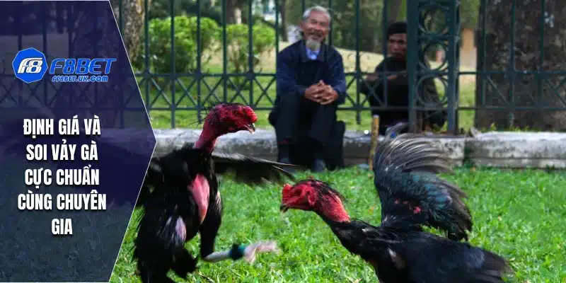 Định giá và soi vảy gà cực chuẩn cùng chuyên gia
