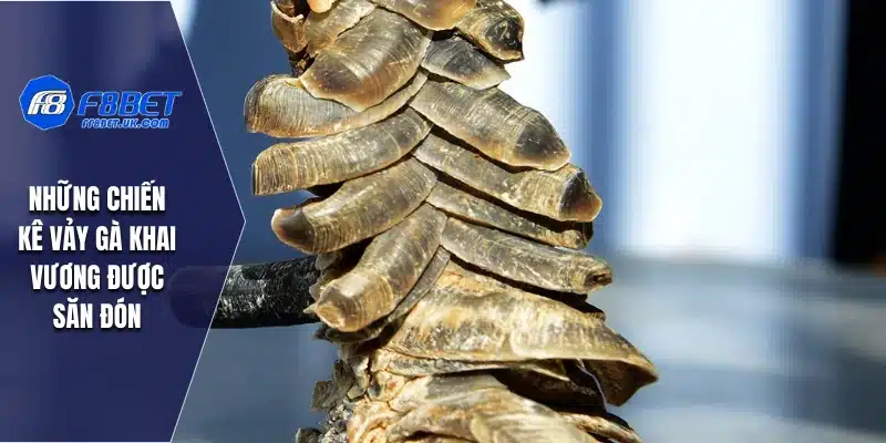 Những chiến kê vảy gà Khai Vương được săn đón