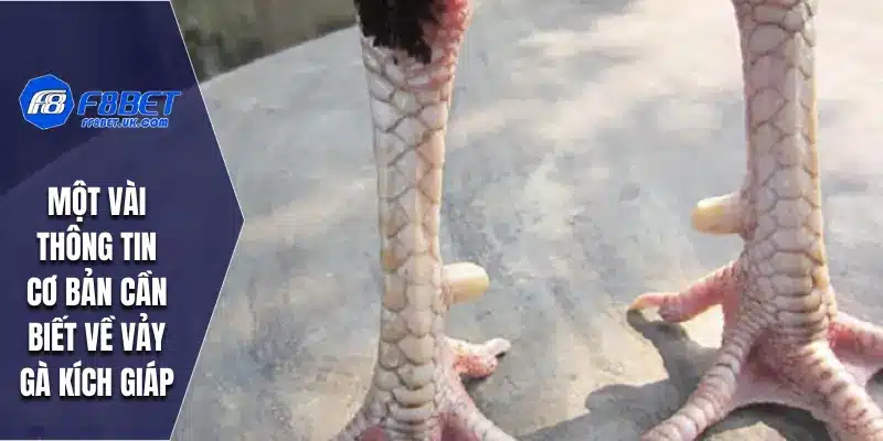 Một vài thông tin cơ bản cần biết về vảy gà kích giáp