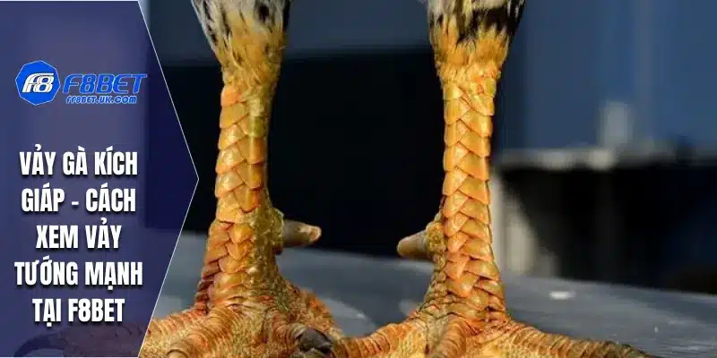 Vảy gà kích giáp