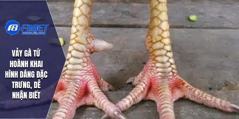 Vảy gà Tứ Hoành Khai hình dáng đặc trưng, dễ nhận biết